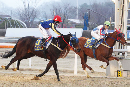 3세 암말들이 맞붙는 스포츠서울배 대상경주가 3월 5일 렛츠런파크서울에서 열린다. 한국마사회 자료 사진.