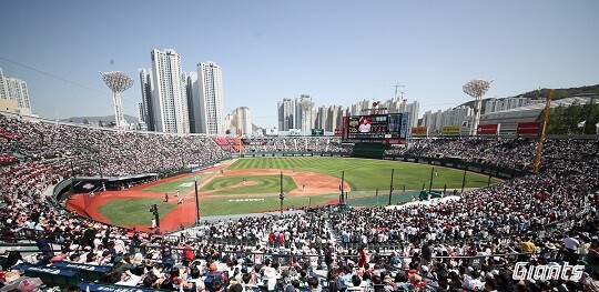 거인의 진격에 사직이 디비졌다롯데 9연승 돌풍 타임라인 일요신문