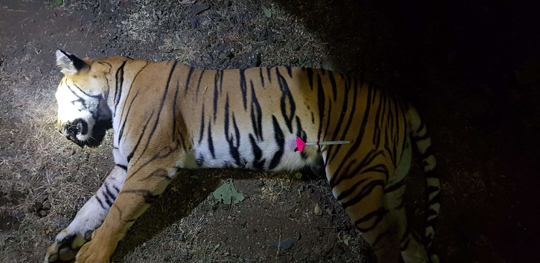 벵골 호랑이 멸종 위기 이유